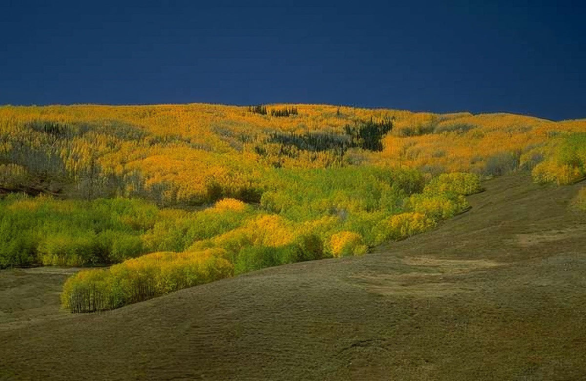 Landscape Autumn Aspen Grove A4 Photo Print