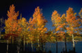 Landscape Autumn Aspen Lake A4 Photo Print