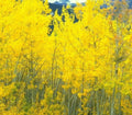 Landscape Autumn Aspen Mountains 2 A4 Photo Print