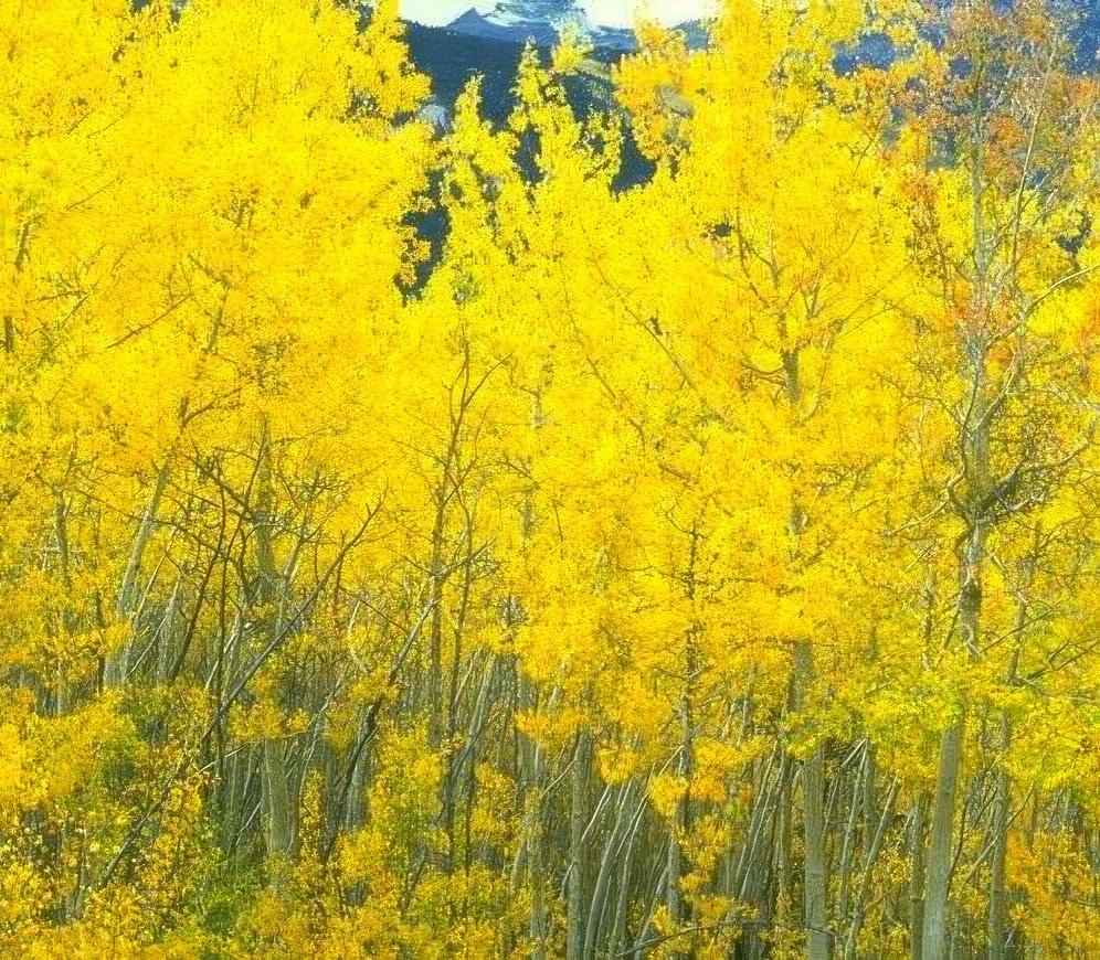 Landscape Autumn Aspen Mountains 2 A4 Photo Print