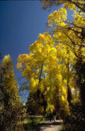 Landscape Autumn Aspen Trail A4 Photo Print