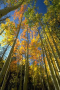 Landscape Autumn Aspen Trees A4 Photo Print