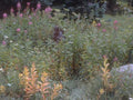 Landscape Autumn Asters Goldenrod A4 Photo Print