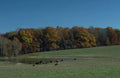 Landscape Autumn Cattle Hills 1 A4 Photo Print