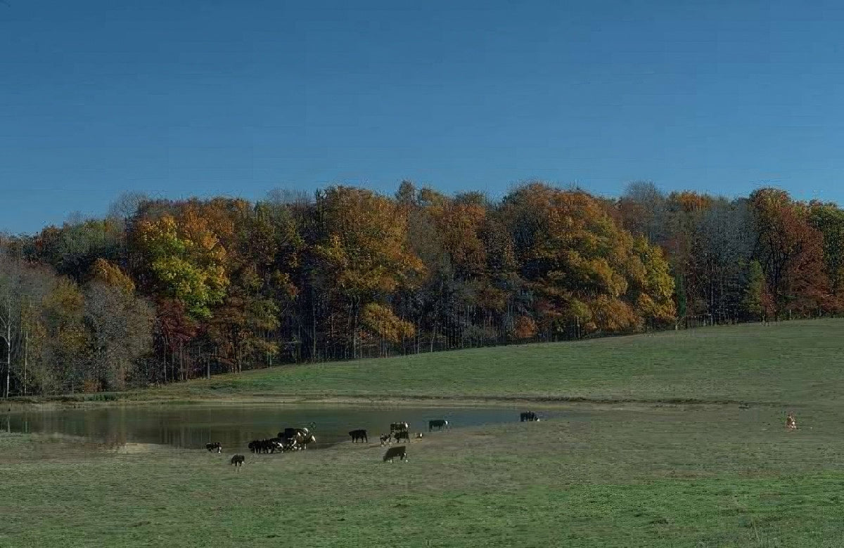 Landscape Autumn Cattle Hills 1 A4 Photo Print