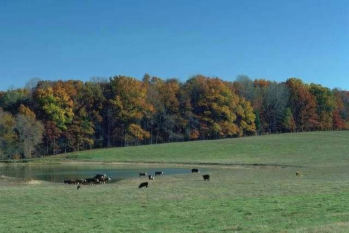 Landscape Autumn Cattle Hills 2 A4 Photo Print