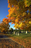 Landscape Autumn Cemetery Maples A4 Photo Print