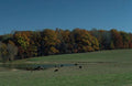 Landscape Autumn Cows Pasture A4 Photo Print