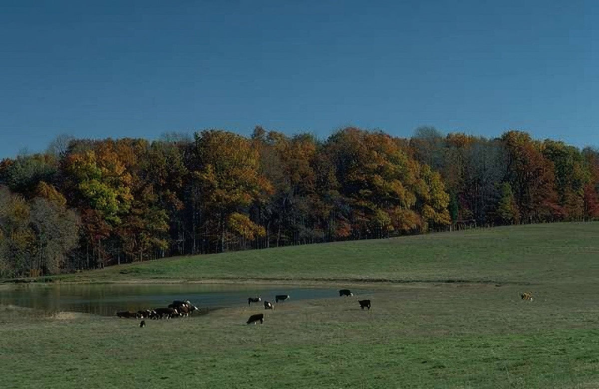 Landscape Autumn Cows Pasture A4 Photo Print