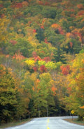 Landscape Autumn Fall Road A4 Photo Print