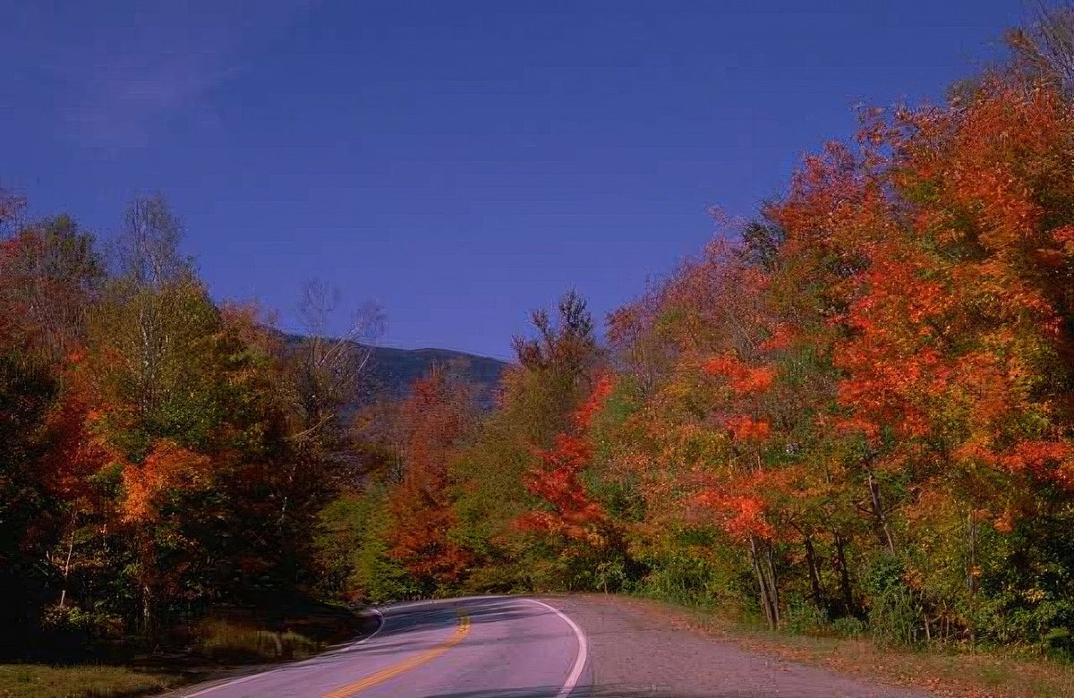 Landscape Autumn Foliage Road A4 Photo Print
