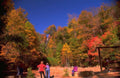 Landscape Autumn Foliage Trail A4 Photo Print