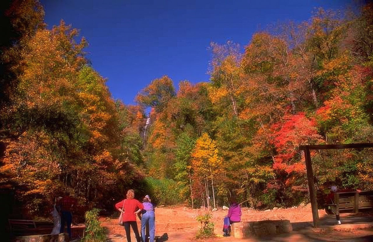 Landscape Autumn Foliage Trail A4 Photo Print