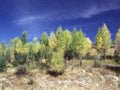 Landscape Autumn Forest Aspen 1 A4 Photo Print