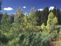 Landscape Autumn Forest Aspen 2 A4 Photo Print