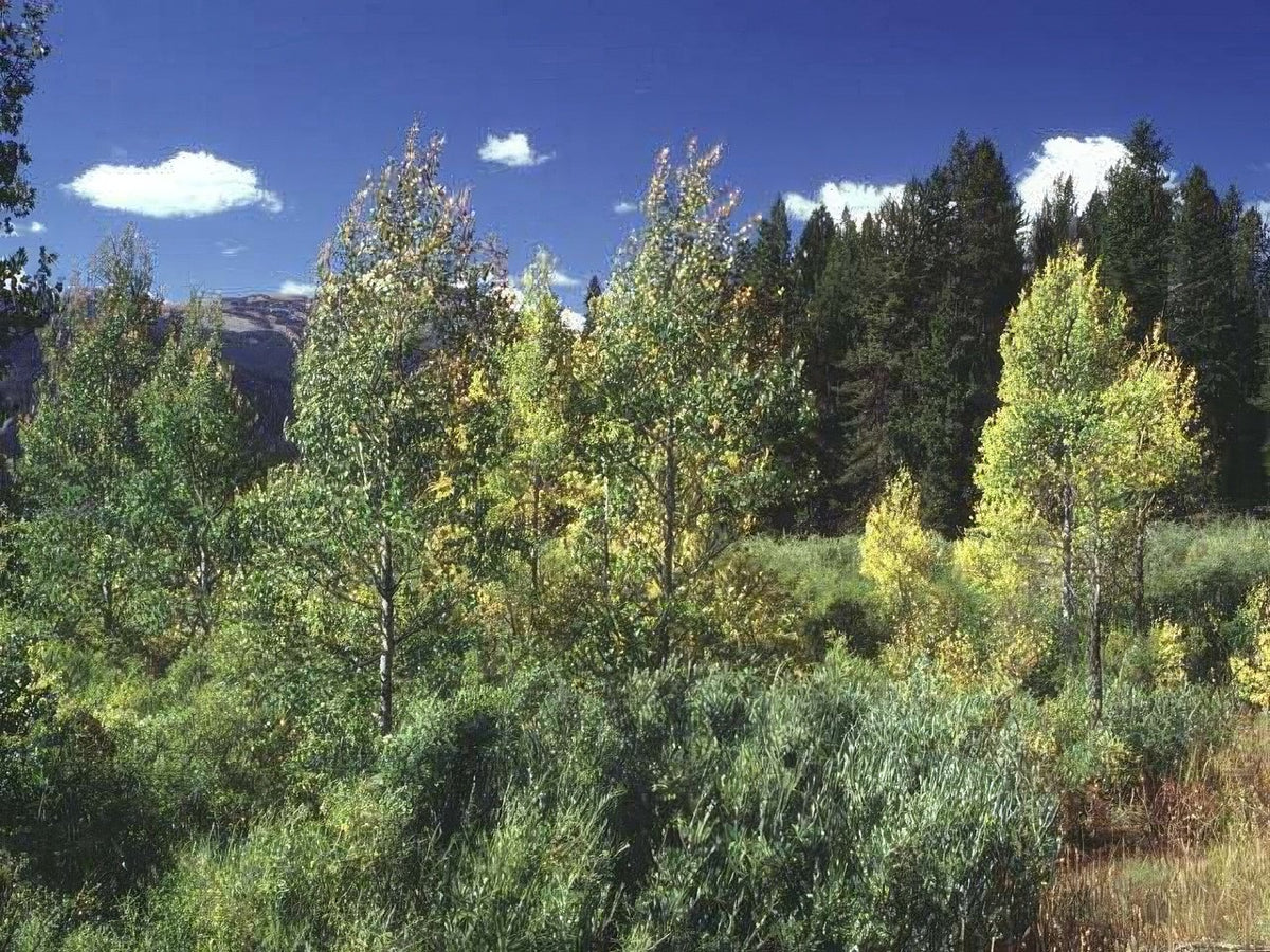 Landscape Autumn Forest Aspen 2 A4 Photo Print