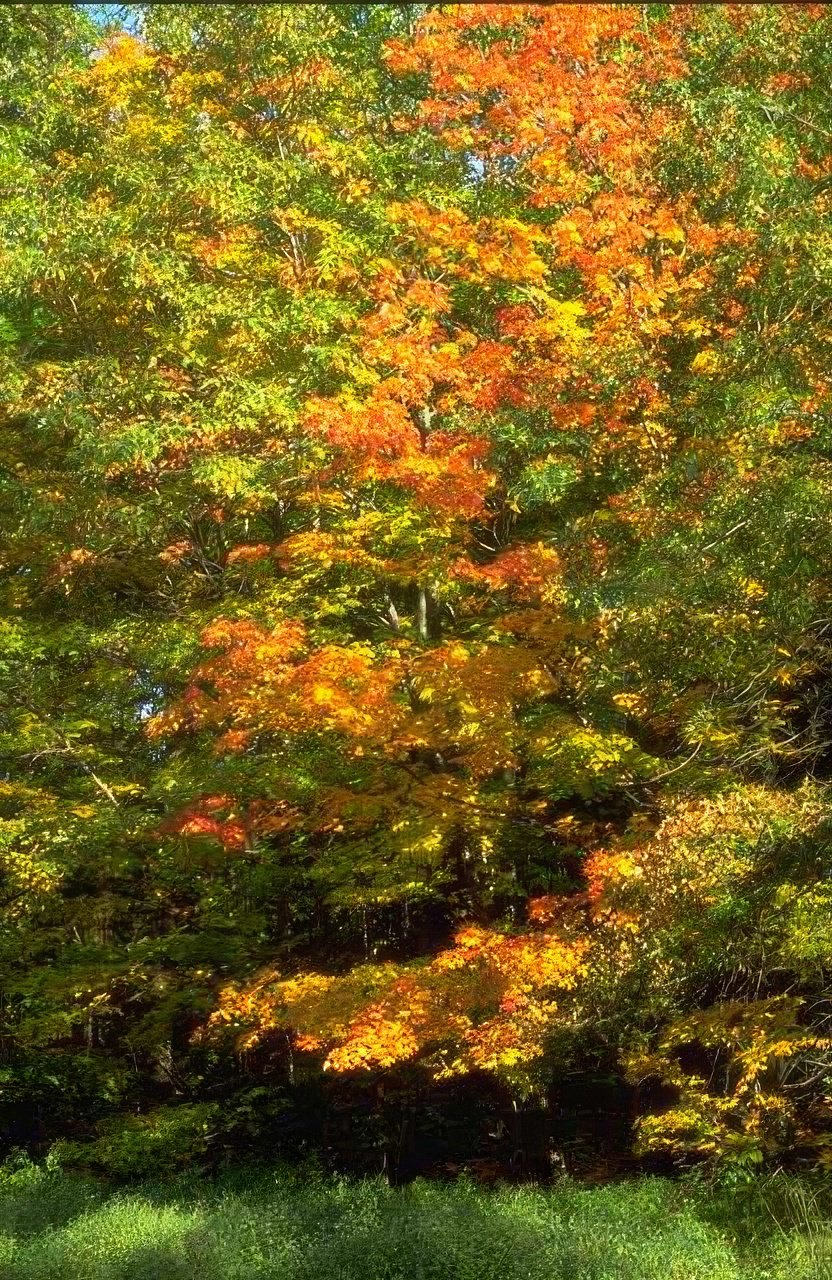 Landscape Autumn Forest Canopy A4 Photo Print