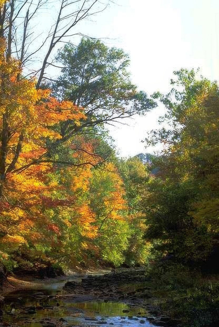 Landscape Autumn Forest Creek 1 A4 Photo Print