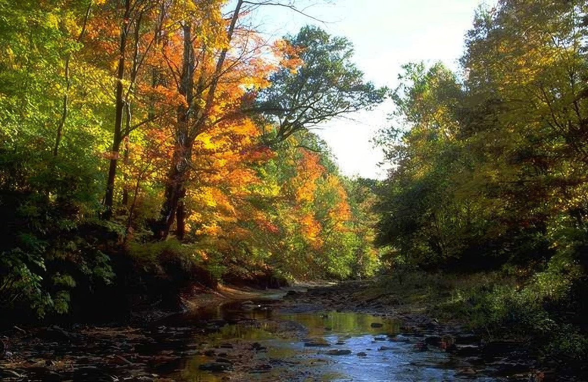 Landscape Autumn Forest Creek 2 A4 Photo Print
