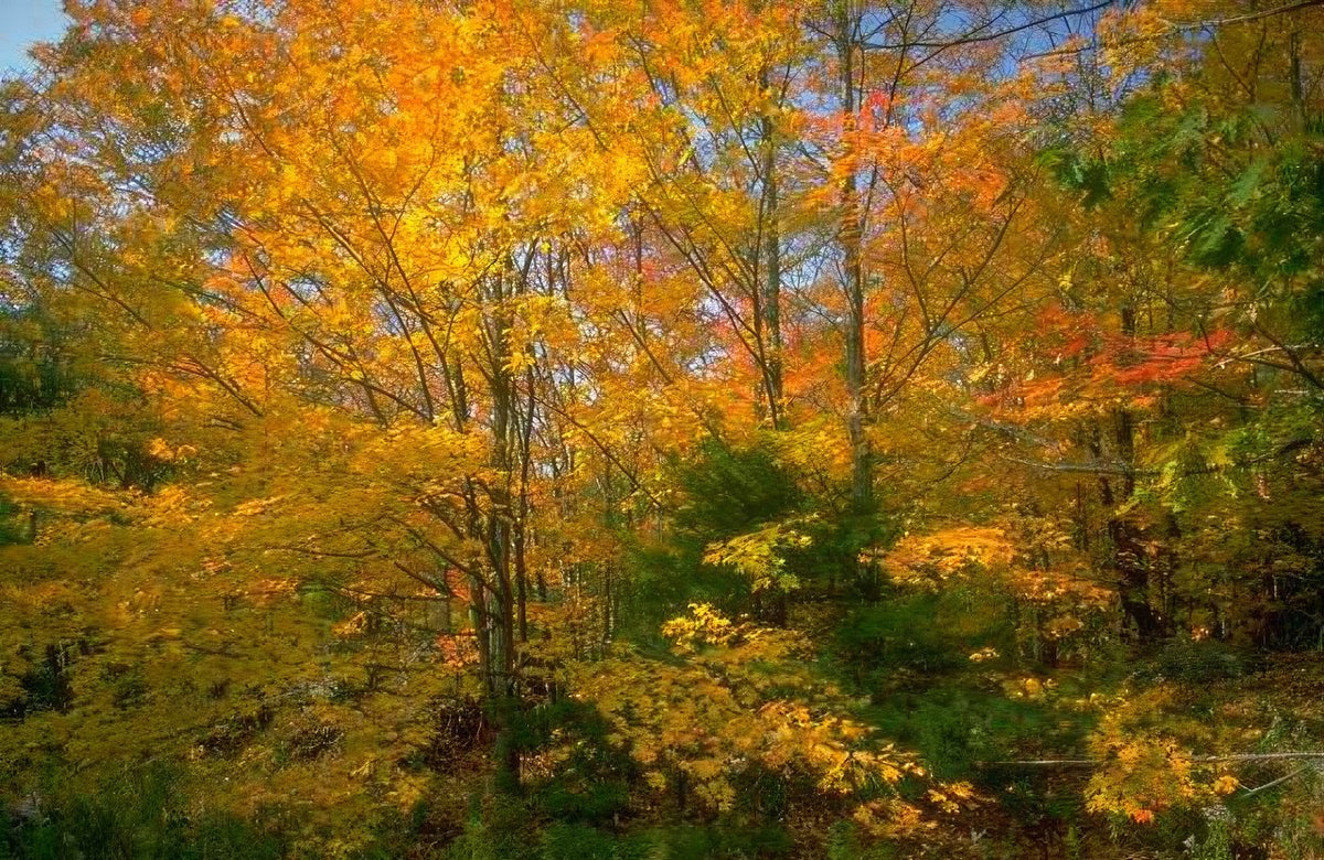 Landscape Autumn Forest Fall 2 A4 Photo Print