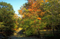 Landscape Autumn Forest Fall 3 A4 Photo Print