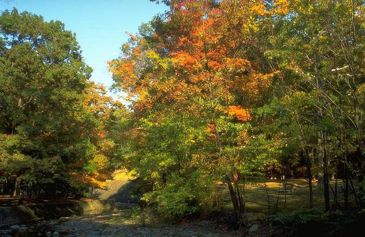 Landscape Autumn Forest Fall 3 A4 Photo Print