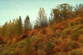 Landscape Autumn Forest Fall A4 Photo Print