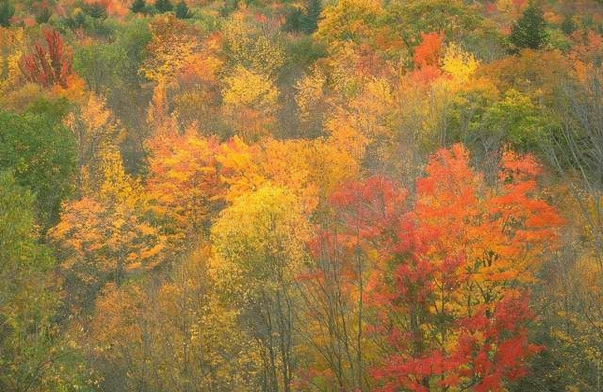 Landscape Autumn Forest Foliage A4 Photo Print