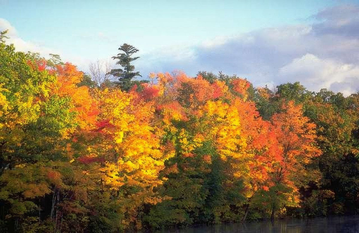 Landscape Autumn Forest Lake A4 Photo Print