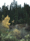 Landscape Autumn Forest Landscape A4 Photo Print