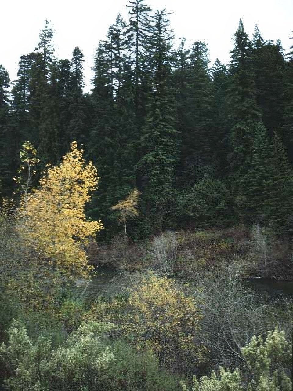 Landscape Autumn Forest Landscape A4 Photo Print