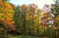 Landscape Autumn Forest Leaves 2 A4 Photo Print