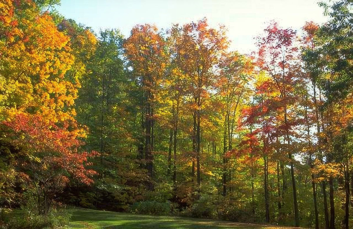 Landscape Autumn Forest Leaves 2 A4 Photo Print