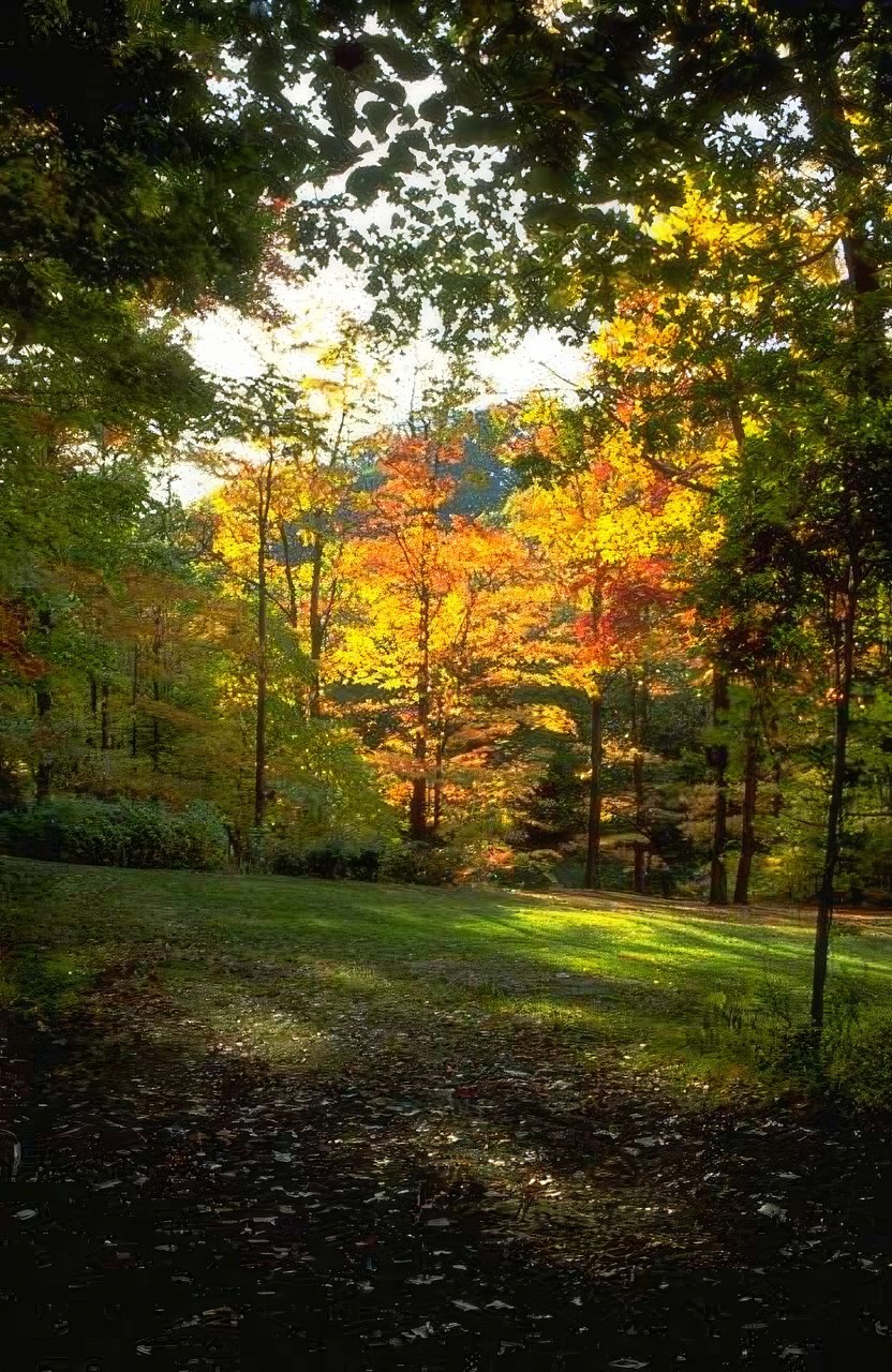 Landscape Autumn Forest Leaves 3 A4 Photo Print