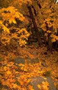 Landscape Autumn Forest Maple 1 A4 Photo Print