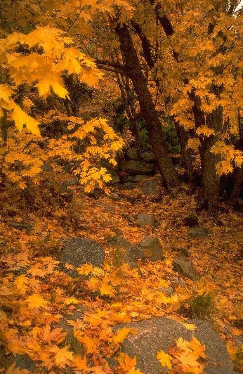 Landscape Autumn Forest Maple 1 A4 Photo Print