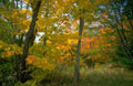 Landscape Autumn Forest Maple 2 A4 Photo Print