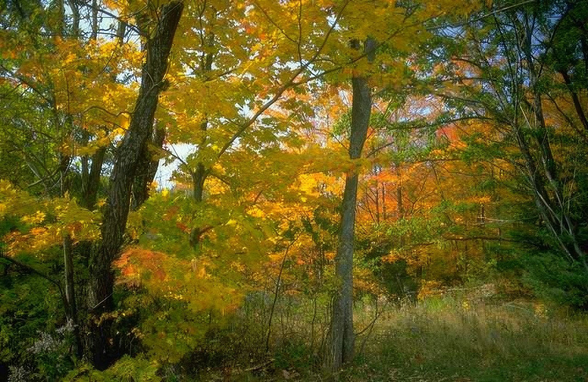 Landscape Autumn Forest Maple 2 A4 Photo Print