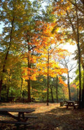 Landscape Autumn Forest Maples A4 Photo Print