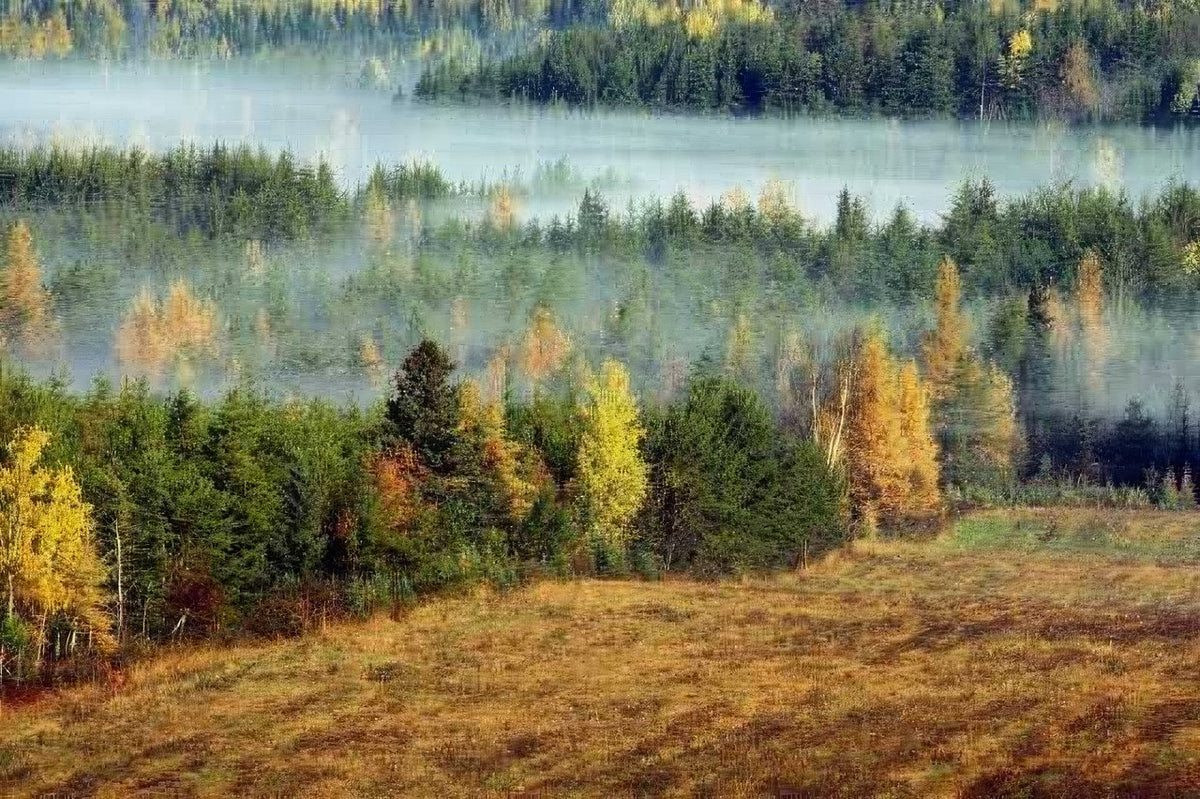 Landscape Autumn Forest Mist A4 Photo Print