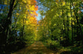Landscape Autumn Forest Path 1 2 A4 Photo Print