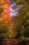 Landscape Autumn Forest Path 1 A4 Photo Print