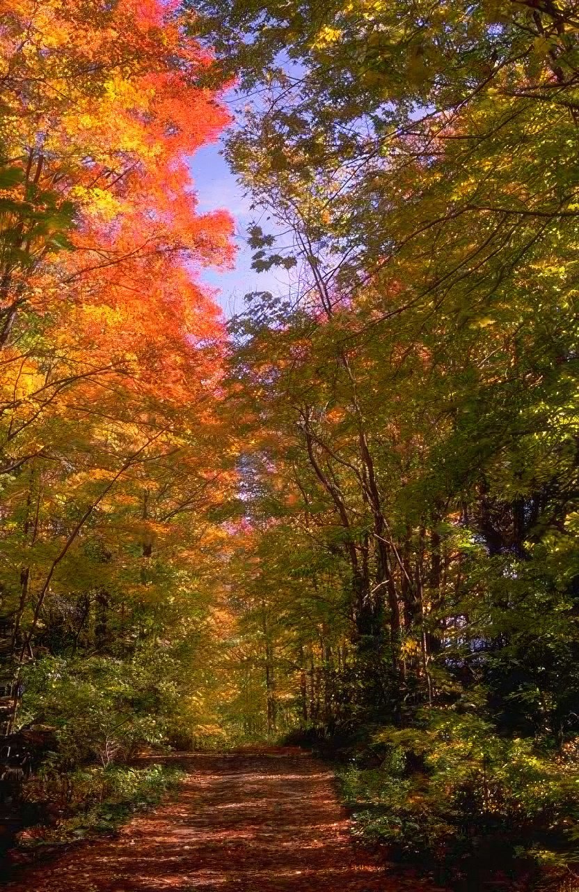 Landscape Autumn Forest Path 1 A4 Photo Print