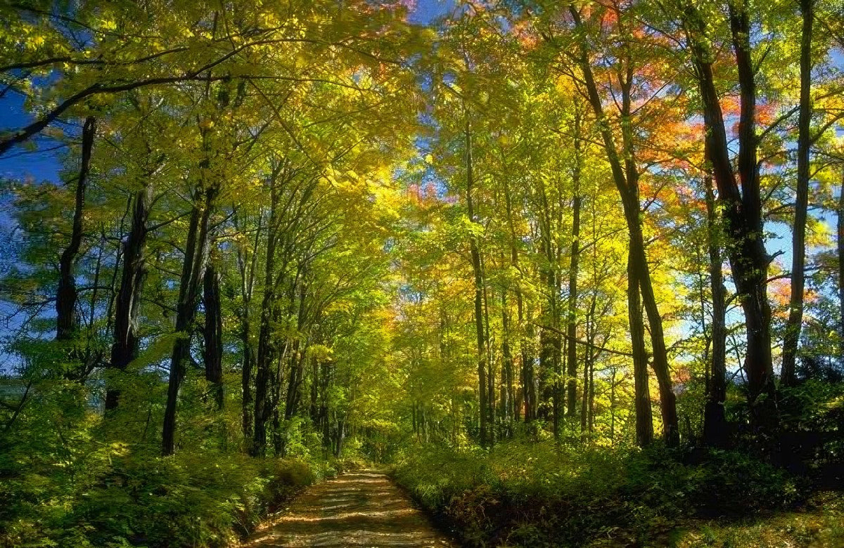 Landscape Autumn Forest Path 10 A4 Photo Print