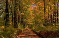 Landscape Autumn Forest Path 2 2 A4 Photo Print