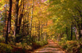 Landscape Autumn Forest Path 2 A4 Photo Print