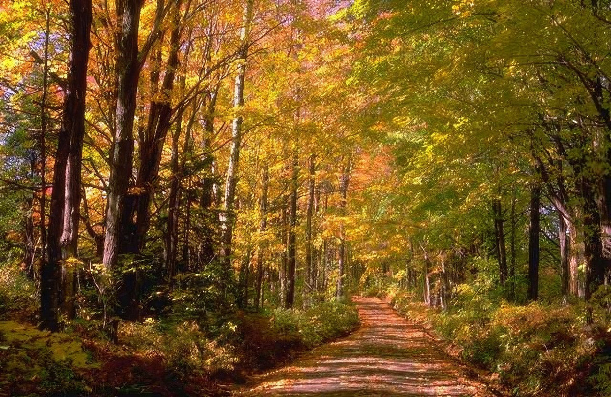 Landscape Autumn Forest Path 2 A4 Photo Print