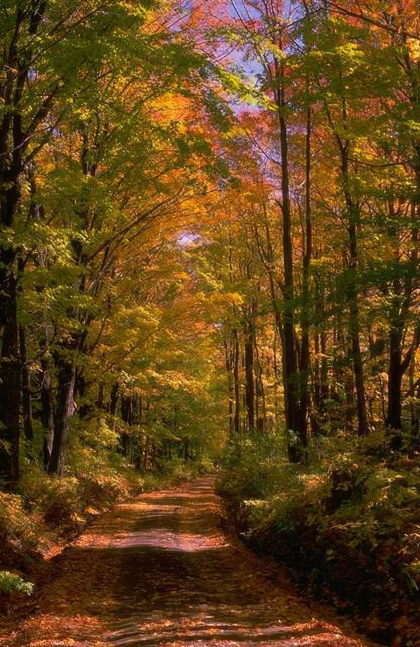 Landscape Autumn Forest Path 3 2 A4 Photo Print