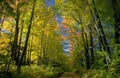 Landscape Autumn Forest Path 3 A4 Photo Print