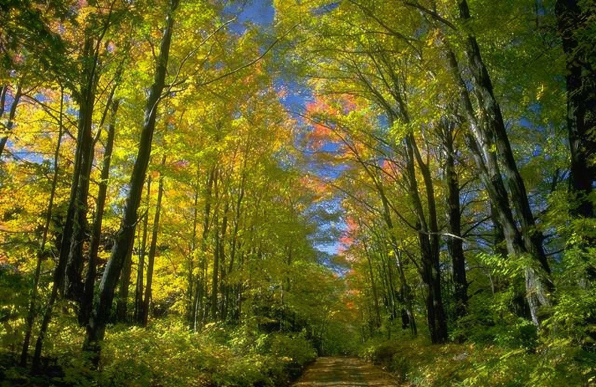 Landscape Autumn Forest Path 3 A4 Photo Print